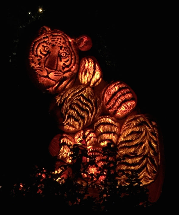 Tiger Lights PIX-346