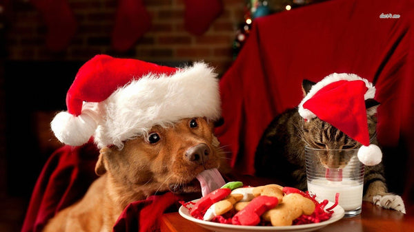 Dog And Cat Christmas Eat PIX-362