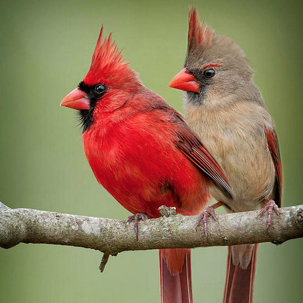 Cardinal Bird PIX-532
